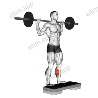 Barbell Standing Leg Calf Raise exercise targeting Calves and Gastrocnemius