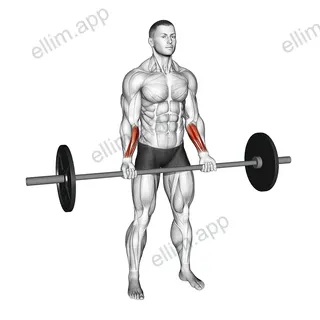 Barbell Standing Wrist Curl exercise targeting Forearms
