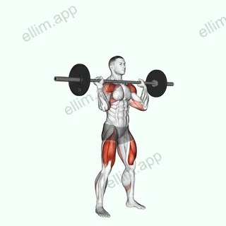 Barbell Thruster exercise targeting Deltoid Anterior and Gluteus Maximus