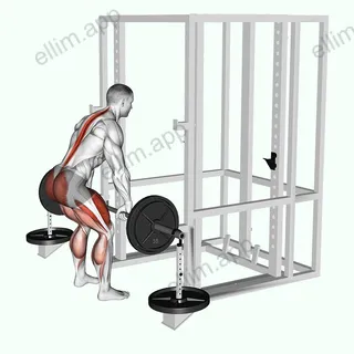 Barbell Weighted Deadlift exercise targeting Hips and Gluteus Maximus