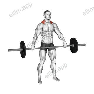 Barbell Wide Shrug exercise targeting Back and Trapezius Upper Fibers