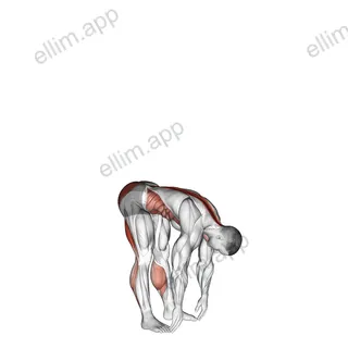 Basic Toe Touch exercise targeting Erector Spinae and Gluteus Maximus