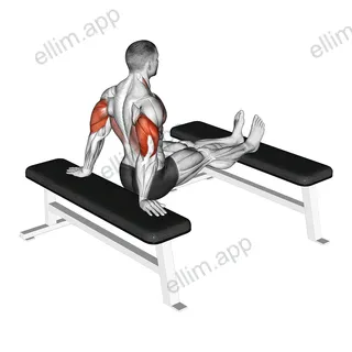 Bench Dip with legs on bench exercise targeting Upper Arms and Triceps Brachii