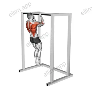 Bent Arms Chin-up exercise targeting Back