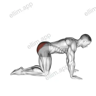 Bent Leg Kickback (kneeling) exercise targeting Hips and Gluteus Maximus