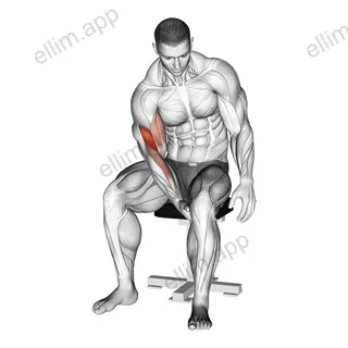 Biceps Leg Concentration Curl exercise targeting Upper Arms and Biceps Brachii