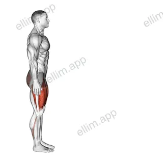 Bodyweight Forward Lunge (Smaller Stance Upright Torso) exercise targeting Thighs and Quadriceps