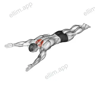 Bodyweight Lying Prone Ys exercise targeting Back