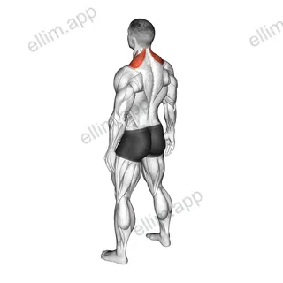 Bodyweight Shrug exercise targeting Back and Trapezius Upper Fibers