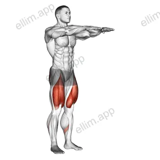 Bodyweight Squat exercise targeting Thighs and Gluteus Maximus