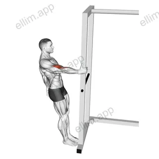 Bodyweight Standing Biceps Curl exercise targeting Upper Arms