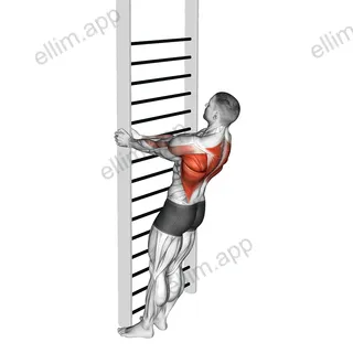 Bodyweight Standing Close-grip Row exercise targeting Back and Infraspinatus
