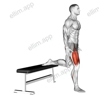 Bulgarian Split Squat exercise targeting Gluteus Maximus and Quadriceps