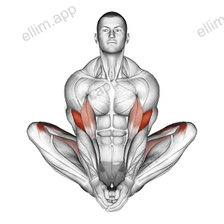Butterfly Yoga Pose exercise targeting Thighs and Brachialis