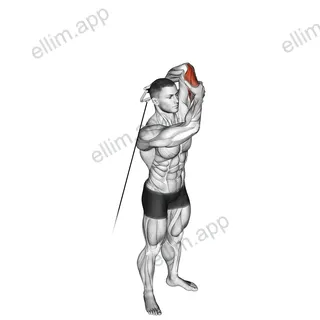 Cable Alternate Triceps Extension exercise targeting Upper Arms and Triceps Brachii