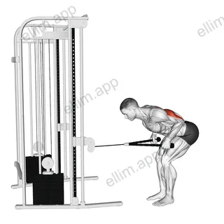 Cable Bent Over Neutral Grip Kickback with Rope Attachment exercise targeting Upper Arms