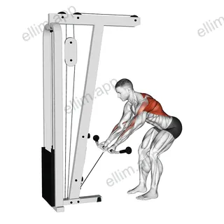 Cable Bent Over Reverse Grip Row exercise targeting Back