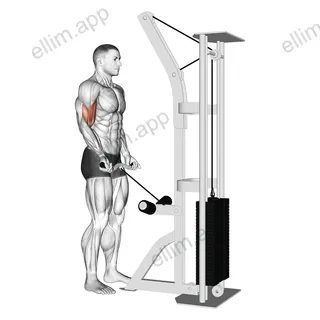 Cable Biceps Curl (SZ-bar) exercise targeting Upper Arms and Biceps Brachii