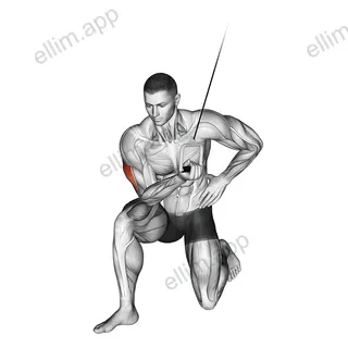 Cable Concentration Extension (on knee) exercise targeting Upper Arms and Triceps Brachii