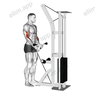 Cable Curl with Multipurpose V bar exercise targeting Forearms