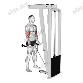 Cable Curl exercise targeting Upper Arms and Biceps Brachii