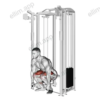 Cable Deadlift exercise targeting Thighs and Gluteus Maximus