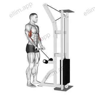 Cable Drag Curl exercise targeting Upper Arms