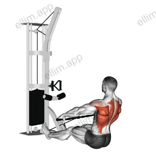 Cable Floor Seated Wide grip Row exercise targeting Back