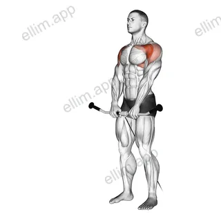Cable Front Raise exercise targeting Shoulders and Deltoid Anterior