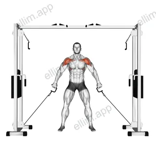 Cable Front Shoulder Raise exercise targeting Shoulders and Deltoid Anterior