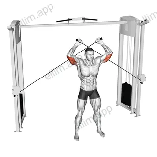 Cable High Triceps Extension exercise targeting Upper Arms and Triceps Brachii