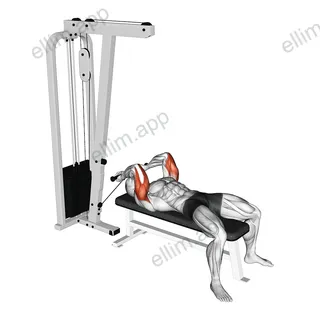 Cable Lying Triceps Extension (Low) exercise targeting Upper Arms and Triceps Brachii