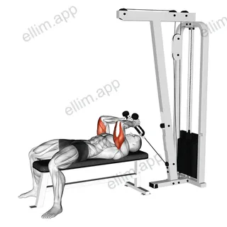 Cable Lying Triceps Extension (with Rope) exercise targeting Upper Arms and Triceps Brachii