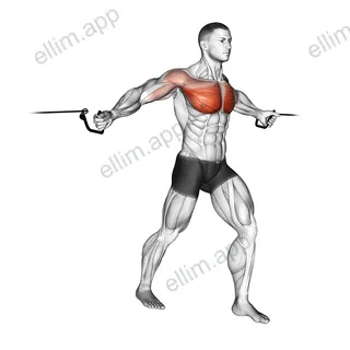 Cable Middle Fly exercise targeting Chest and Pectoralis Major Sternal Head
