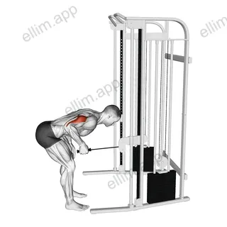 Cable Neutral Grip Kickback exercise targeting Upper Arms and Triceps Brachii
