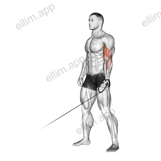 Cable One Arm Curl exercise targeting Upper Arms and Biceps Brachii