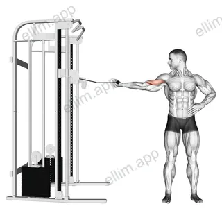 Cable one arm inner biceps curl exercise targeting Upper Arms and Brachialis