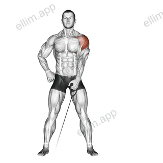 Cable One Arm Lateral Raise exercise targeting Shoulders and Deltoid Lateral