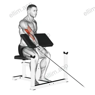 Cable One Arm Preacher Curl exercise targeting Upper Arms