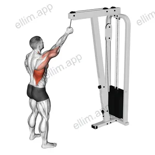 Cable One Arm Pulldown exercise targeting Back and Latissimus Dorsi