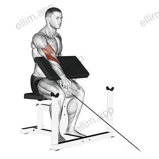 Cable One Arm Reverse Preacher Curl exercise targeting Upper Arms