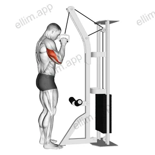 Cable One Arm Tricep Pushdown exercise targeting Upper Arms and Triceps Brachii