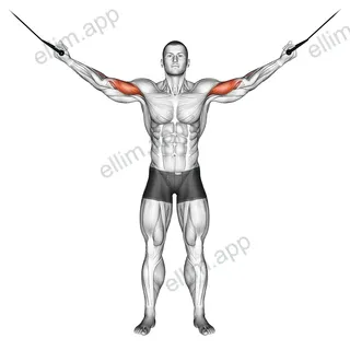 Cable Overhead Curl exercise targeting Upper Arms and Biceps Brachii