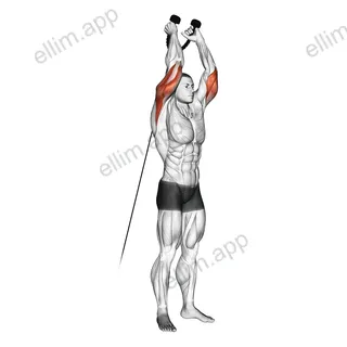 Cable Overhead Triceps Extension (rope attachment) exercise targeting Upper Arms and Triceps Brachii