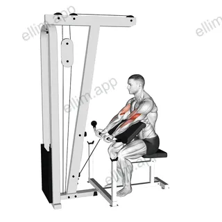 Cable Preacher Curl exercise targeting Upper Arms and Brachialis