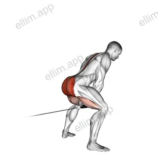 Cable Pull Through (with rope) exercise targeting Hips and Gluteus Maximus