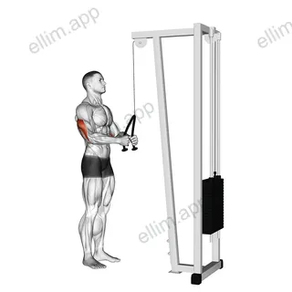 Cable Pushdown (with rope attachment) exercise targeting Upper Arms and Triceps Brachii