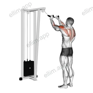 Cable Rear Delt Row (with rope) exercise targeting Shoulders and Deltoid Posterior