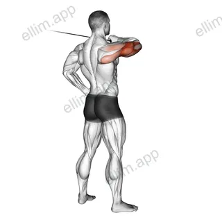 Cable Rear Drive exercise targeting Upper Arms and Triceps Brachii