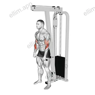 Cable Reverse Grip Biceps Curl (SZ-bar) exercise targeting Upper Arms